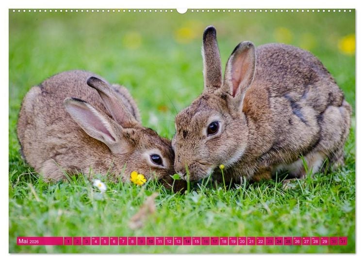 Produktbild: Kaninchen. Putzig, flauschig und geliebt (hochwertiger Premium Wandkalender 2026 DIN A2 quer), Kunstdruck in Hochglanz
