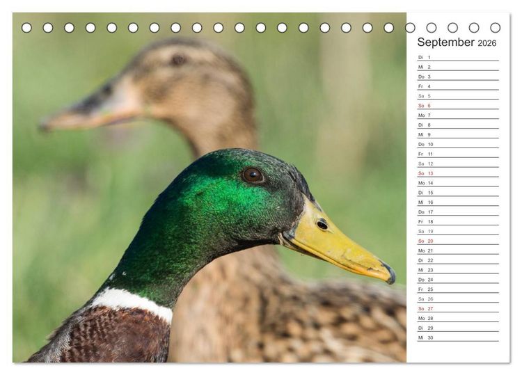 Produktbild: Emotionale Momente: Die Stockente. (Tischkalender 2026 DIN A5 quer), CALVENDO Monatskalender
