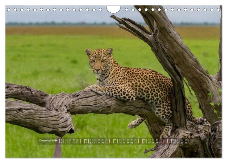 Produktbild: Abenteuer Botswana Afrika - Adventure Botswana (Wandkalender 2026 DIN A4 quer), CALVENDO Monatskalender