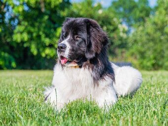Produktbild: CALVENDO Puzzle Landseer auf der Wiese | 1000 Teile Lege-Gr&ouml;&szlig;e 64x48cm Foto-Puzzle f&uuml;r gl&uuml;ckliche Stunden