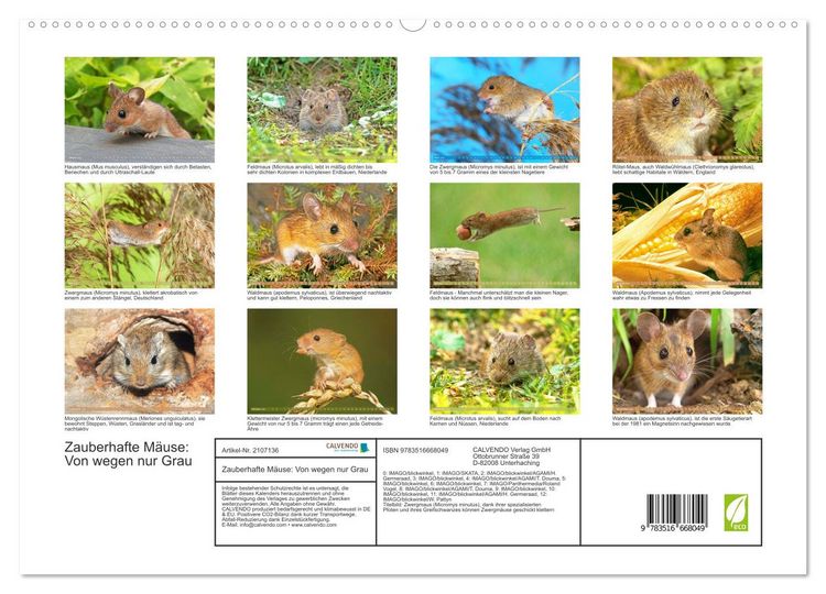 Produktbild: Zauberhafte M&auml;use: Von wegen nur Grau (hochwertiger Premium Wandkalender 2026 DIN A2 quer), Kunstdruck in Hochglanz