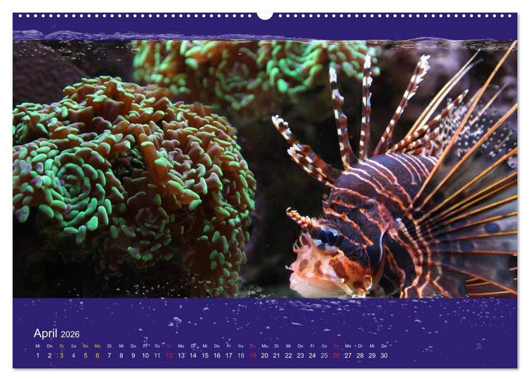 Produktbild: Korallenfische im Lichtschimmer des Meeres (hochwertiger Premium Wandkalender 2026 DIN A2 quer), Kunstdruck in Hochglanz