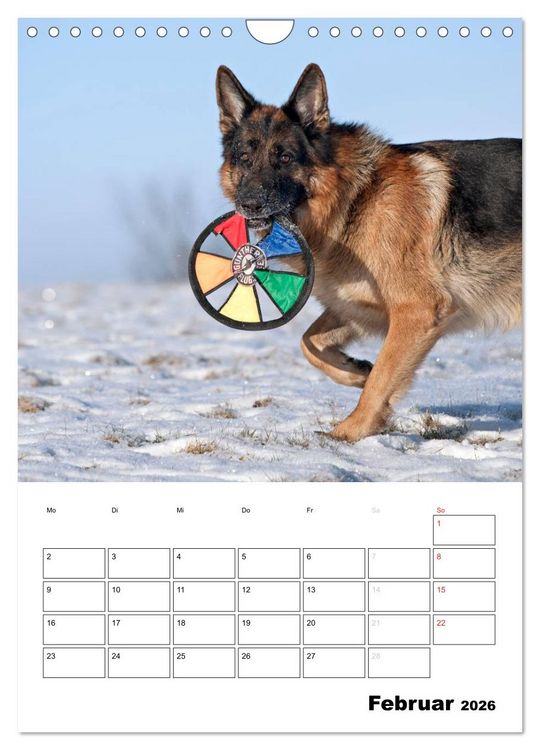Produktbild: Deutsche Sch&auml;ferhunde - Seelentr&ouml;ster auf vier Pfoten (Wandkalender 2026 DIN A4 hoch), CALVENDO Monatskalender