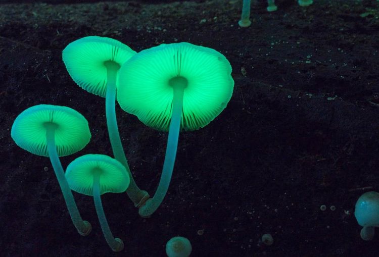Produktbild: FANTASTISCHE PILZE - Die magische Welt zu unseren F&uuml;&szlig;en