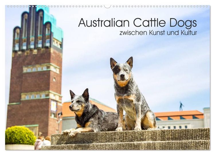 Produktbild: Australian Cattle Dogs zwischen Kunst und Kultur (Wandkalender 2027 DIN A2 quer), CALVENDO Monatskalender