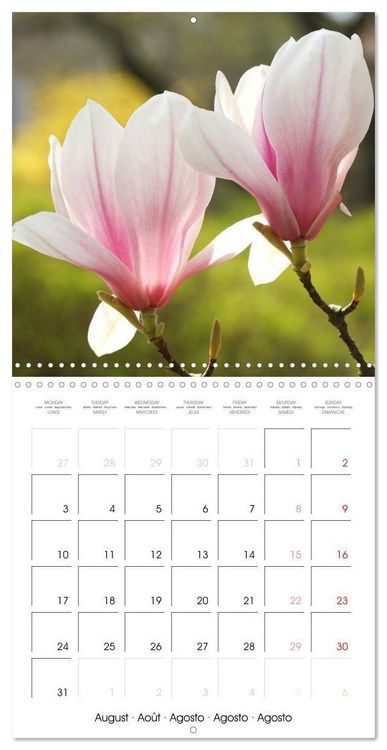 Produktbild: Kruse, G: Floraison des magnolias (Calendrier mural carr&eacute; 20