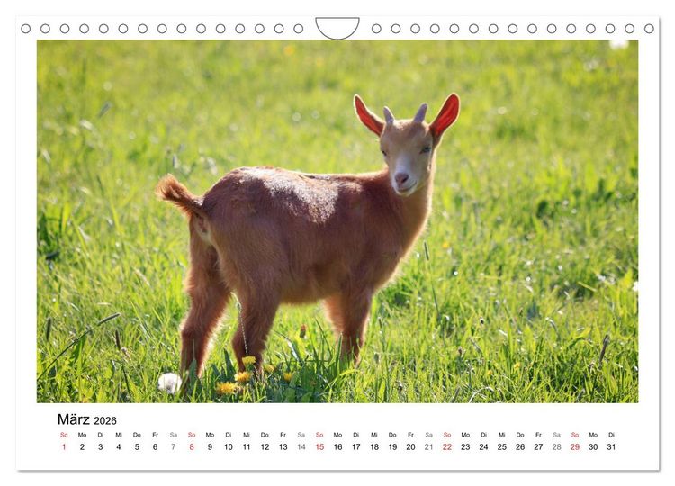 Produktbild: Wer zickt denn da? - Zicklein-Edition (Wandkalender 2026 DIN A4 quer), CALVENDO Monatskalender