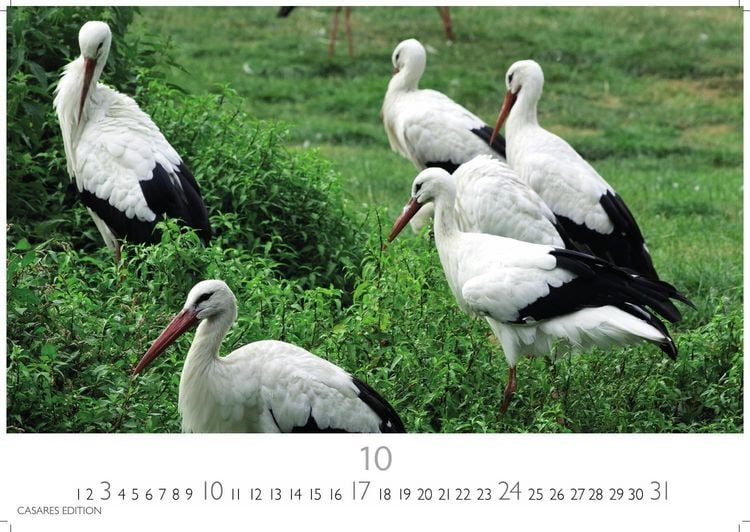 Produktbild: St&ouml;rche Kalender 2027 &ndash; Wandkalender | Fotokalender Tierkalender 35x50cm Grosses Format - Inspirierende Storch-Motive f&uuml;r Natur- und Tierkalenderliebhaber.