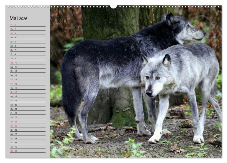 Produktbild: Im Rudel Zuhause - Der Wolf (hochwertiger Premium Wandkalender 2026 DIN A2 quer), Kunstdruck in Hochglanz