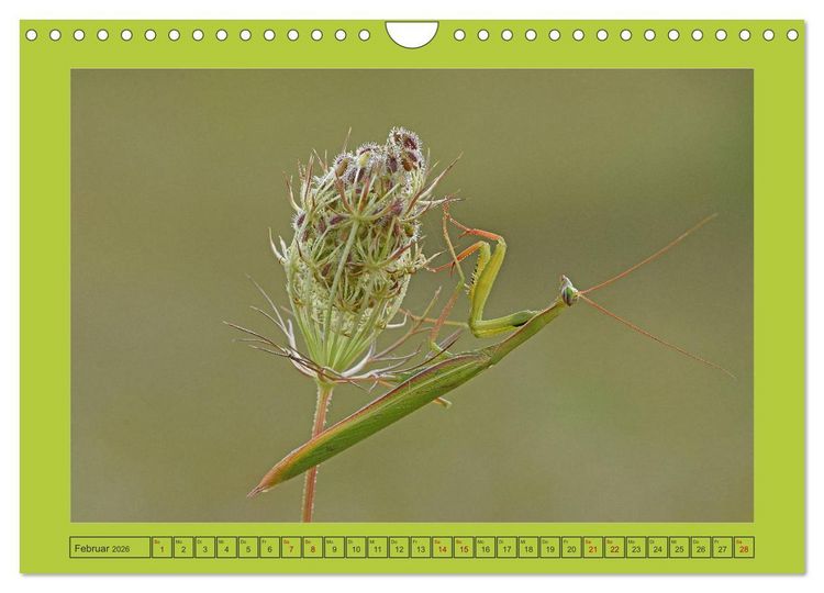 Produktbild: Die Gottesanbeterin Mantis Religiosa (Wandkalender 2026 DIN A4 quer), CALVENDO Monatskalender