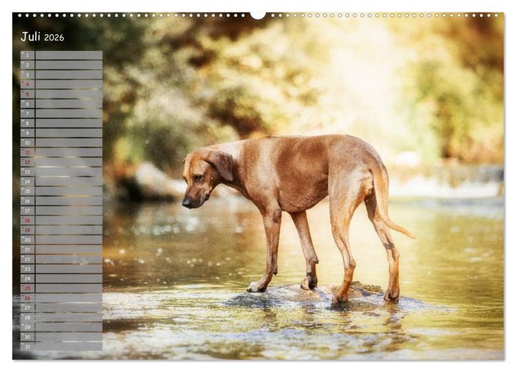 Produktbild: Rhodesian Ridgeback - Herzen auf vier Pfoten (hochwertiger Premium Wandkalender 2026 DIN A2 quer), Kunstdruck in Hochglanz