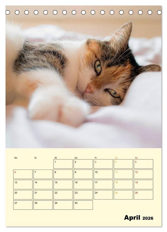 Produktbild: K&auml;tzchen - Theater (Tischkalender 2026 DIN A5 hoch), CALVENDO Monatskalender