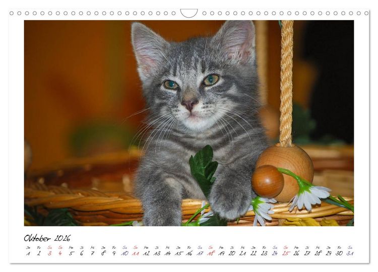 Produktbild: Die Launen der Katzen 2026 (Wandkalender 2026 DIN A3 quer), CALVENDO Monatskalender