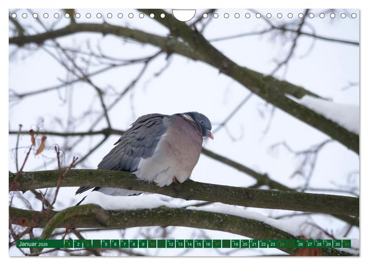 Produktbild: Ringeltauben (Wandkalender 2026 DIN A4 quer), CALVENDO Monatskalender