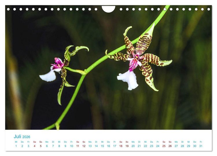 Produktbild: Die K&ouml;nigin der Blumenwelt, die Orchidee (Wandkalender 2026 DIN A4 quer), CALVENDO Monatskalender