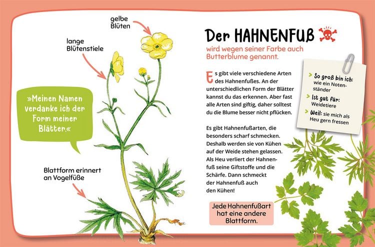 Produktbild: Mein erster Naturf&uuml;hrer, Was bl&uuml;ht denn da?