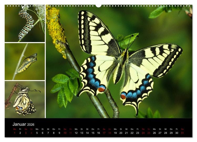Produktbild: Schmetterlinge - Wunder der Verwandlung (Wandkalender 2026 DIN A2 quer), CALVENDO Monatskalender