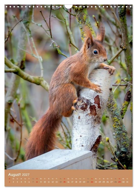 Produktbild: Unsere Eichh&ouml;rnchen - Naturmomente aus dem heimischen Garten (Wandkalender 2027 DIN A3 hoch), CALVENDO Monatskalender
