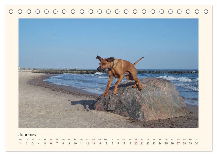 Produktbild: Rhodesian Ridgeback Power aus S&uuml;dafrika (Tischkalender 2026 DIN A5 quer), CALVENDO Monatskalender