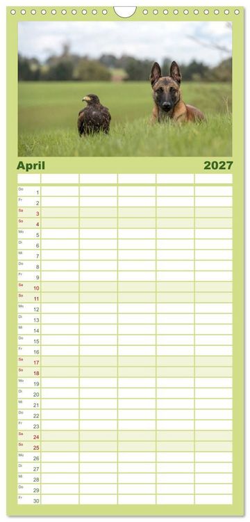 Produktbild: Familienplaner 2027 - Belgischer Sch&auml;ferhund - Der Malinois mit 5 Spalten (Wandkalender, 21 x 45 cm) CALVENDO