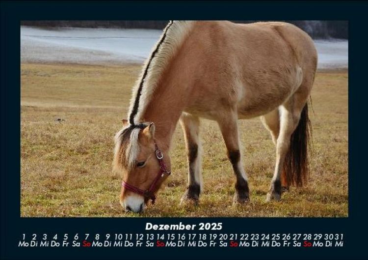 Produktbild: Pferde Kalender 2025 Fotokalender DIN A5