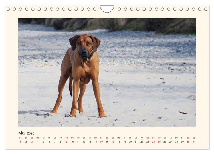 Produktbild: Rhodesian Ridgeback Power aus S&uuml;dafrika (Wandkalender 2026 DIN A4 quer), CALVENDO Monatskalender