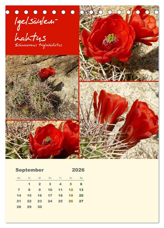 Produktbild: Kakteen der US-S&uuml;dweststaaten (Tischkalender 2026 DIN A5 hoch), CALVENDO Monatskalender