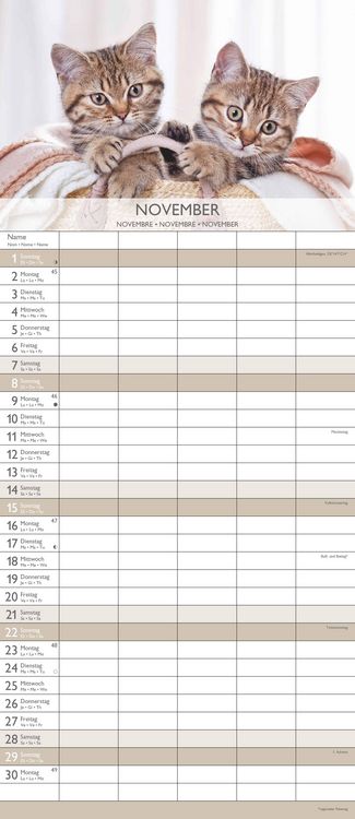 Kätzchen 2026 Familienplaner - Familienkalender - Wandkalender - 19,5x45