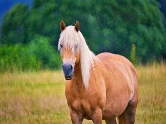 Produktbild: CALVENDO Puzzle Haflinger | 1000 Teile Lege-Gr&ouml;&szlig;e 64x48cm Foto-Puzzle f&uuml;r gl&uuml;ckliche Stunden