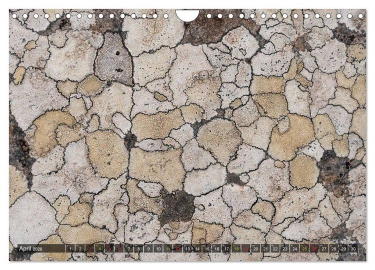 Produktbild: Krustenflechten - Pioniere auf Fels (Wandkalender 2026 DIN A4 quer), CALVENDO Monatskalender