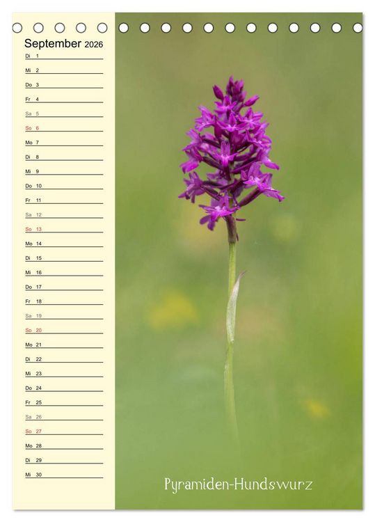 Produktbild: Wildwachsende Orchideen in Bayern (Tischkalender 2026 DIN A5 hoch), CALVENDO Monatskalender