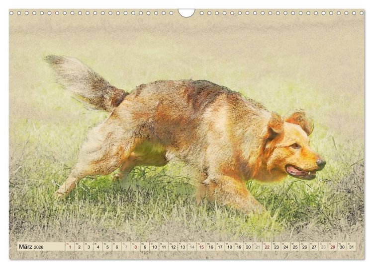 Produktbild: Altdeutsche H&uuml;tehunde 2026 (Wandkalender 2026 DIN A3 quer), CALVENDO Monatskalender