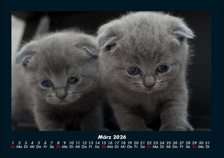 Produktbild: F&uuml;r Katzenfreunde 2026 Fotokalender DIN A4
