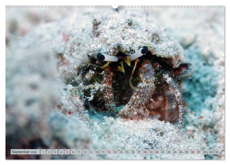 Produktbild: Tauchen, Fische und Meer (Wandkalender 2026 DIN A2 quer), CALVENDO Monatskalender