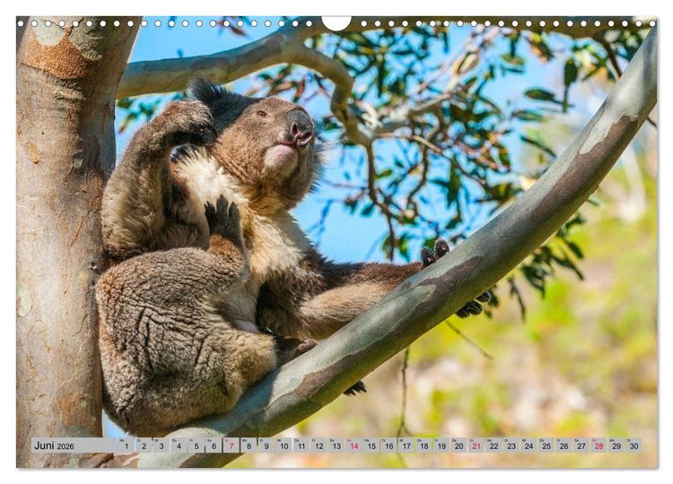 Produktbild: Australische Koalas (Wandkalender 2026 DIN A3 quer), CALVENDO Monatskalender