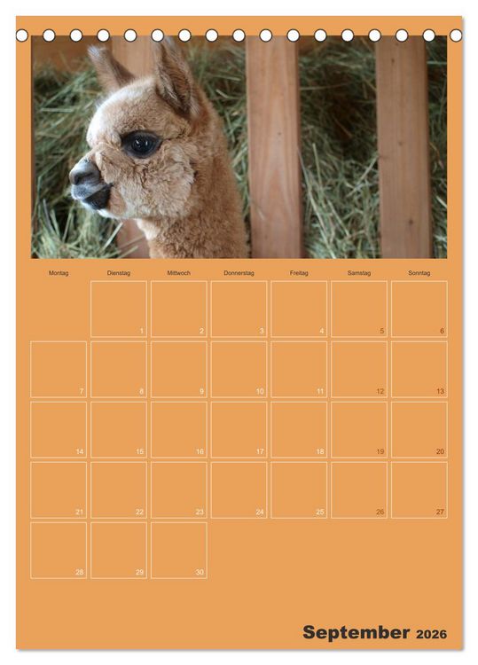 Produktbild: Alpakas zum Verlieben (Tischkalender 2026 DIN A5 hoch), CALVENDO Monatskalender