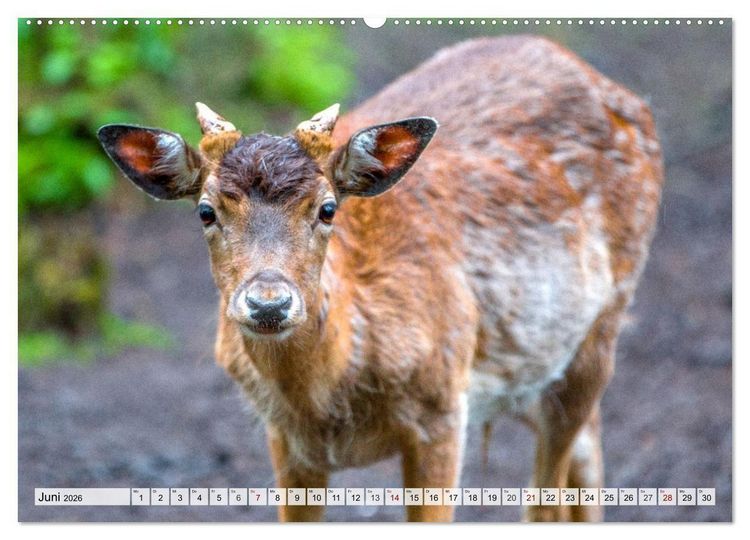 Produktbild: Rehe - Sanfte Waldbewohner (hochwertiger Premium Wandkalender 2026 DIN A2 quer), Kunstdruck in Hochglanz