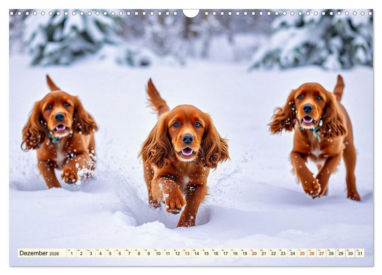 Produktbild: American Cocker Spaniel (Wandkalender 2026 DIN A3 quer), CALVENDO Monatskalender