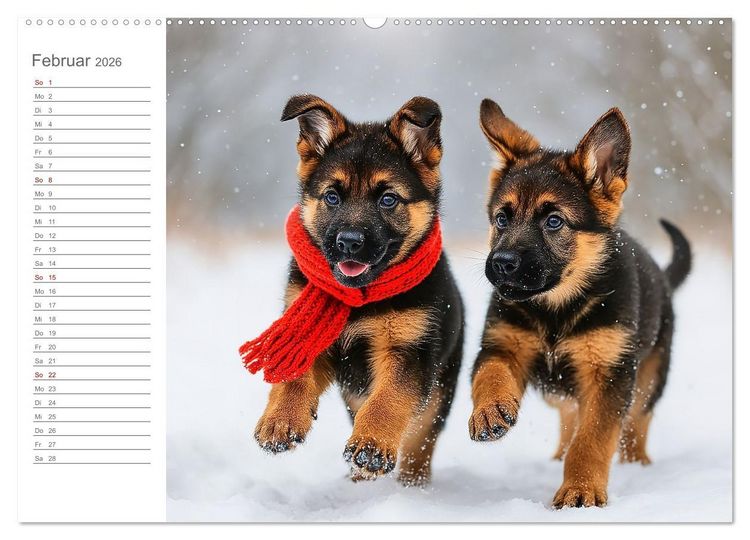 Produktbild: Sch&auml;ferhundliebe - Deine t&auml;gliche Dosis Welpenfreude &ndash; ganz ohne Gassi. (hochwertiger Premium Wandkalender 2026 DIN A2 quer), Kunstdruck in Hochglanz