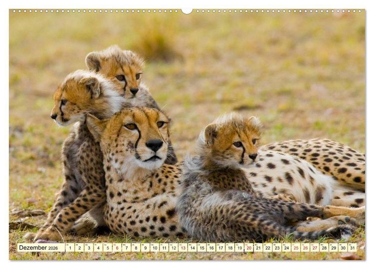 Produktbild: Wildes Leben in Botswana (hochwertiger Premium Wandkalender 2026 DIN A2 quer), Kunstdruck in Hochglanz