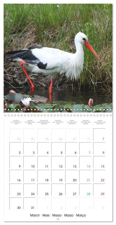 Produktbild: Au gr&eacute; des plumes (Calendrier mural carr&eacute; 2026 30x30 cm) Calendrier double avec une page pour vos prises de notes