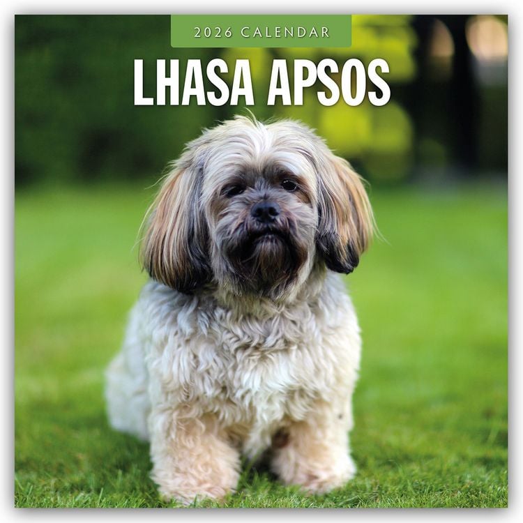 Produktbild: Lhasa Apsos – Lhasa Apso 2026 – 16-Monatskalender