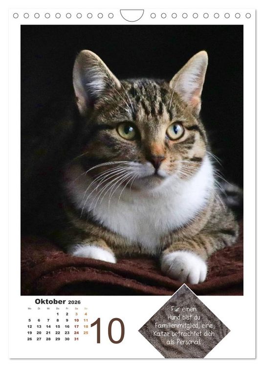 Produktbild: Wilde T&auml;tzchen, sanfte Pf&ouml;tchen (Wandkalender 2026 DIN A4 hoch), CALVENDO Monatskalender