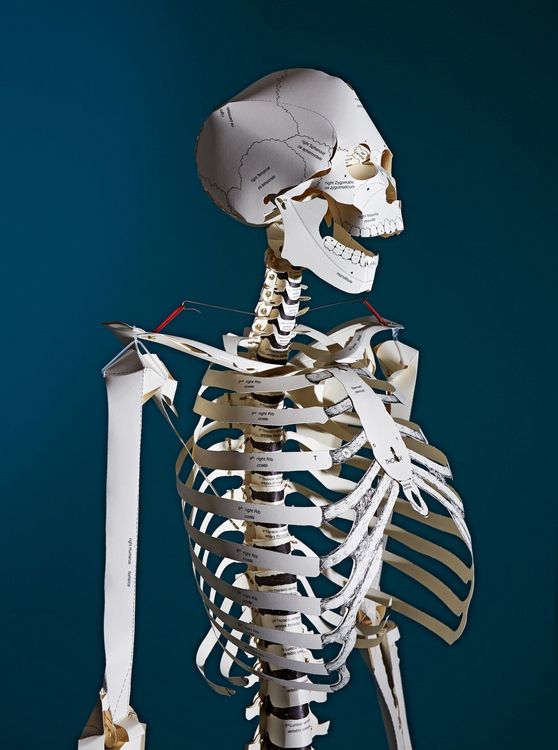 Produktbild: Build Your Own Human Skeleton &ndash; Life Size!