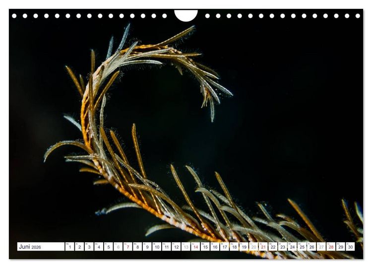 Produktbild: unterwasser makro 2026 (Wandkalender 2026 DIN A4 quer), CALVENDO Monatskalender