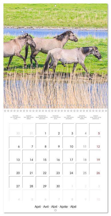Produktbild: Konik horses (Wall Calendar 2026 12 &times; 12 Inch) CALVENDO 12 Month Wall Calendar