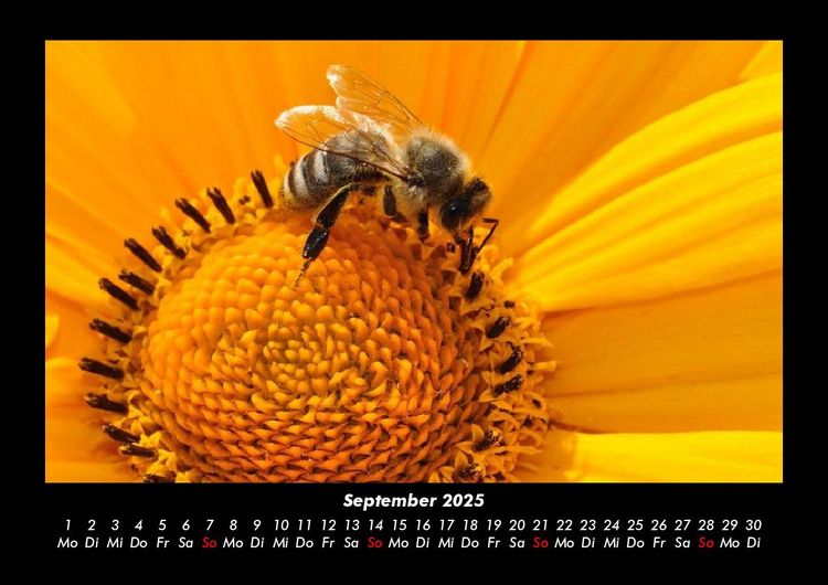 Produktbild: Bienen 2025 Fotokalender DIN A3