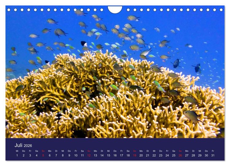Produktbild: Wunderwelt Korallenriffe (Wandkalender 2026 DIN A4 quer), CALVENDO Monatskalender