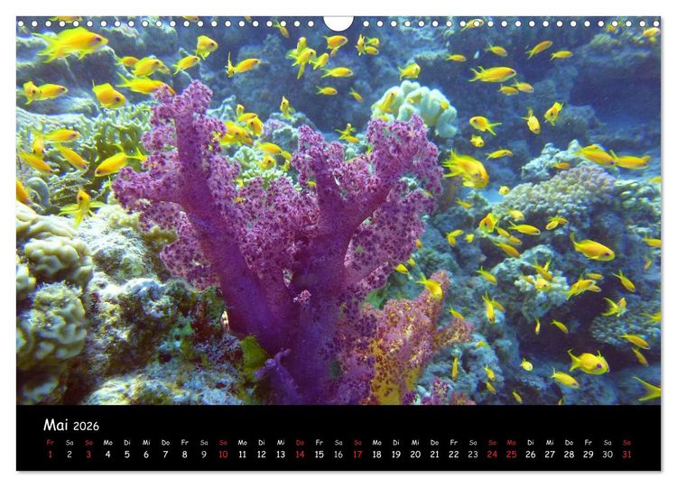 Produktbild: Rotes Meer - Unterwasserimpressionen (Wandkalender 2026 DIN A3 quer), CALVENDO Monatskalender