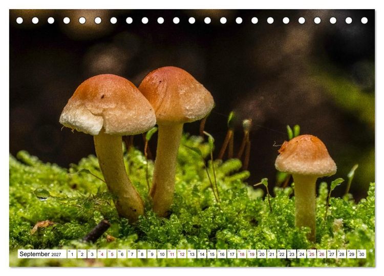 Produktbild: Das Schwenninger Moos - ein vielseitiger Lebensraum (Tischkalender 2027 DIN A5 quer), CALVENDO Monatskalender